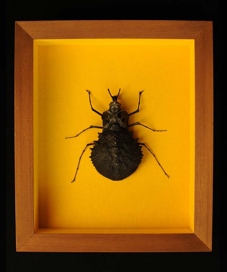 sébastien cé entomologie