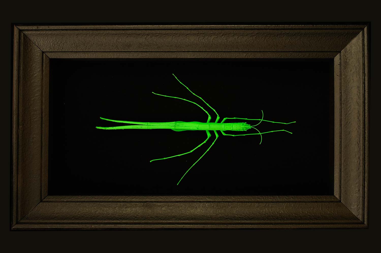 sébastien cé entomologie
