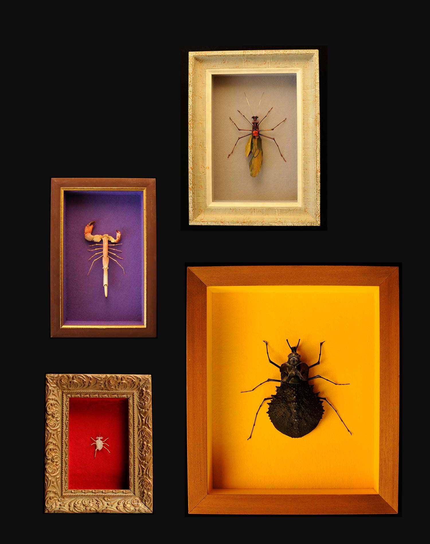 composition des boîtes 5