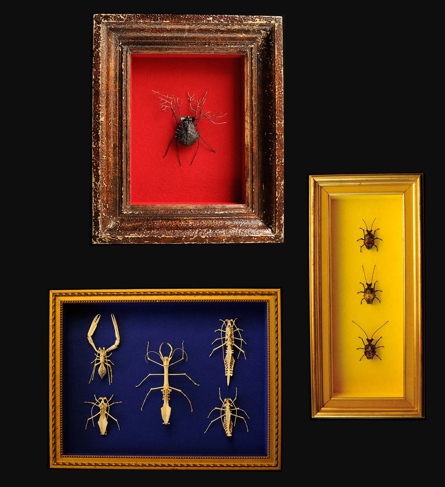 composition des boîtes 6