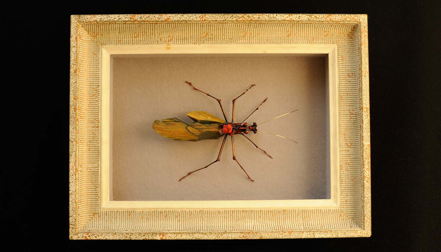 sébastien cé entomologie