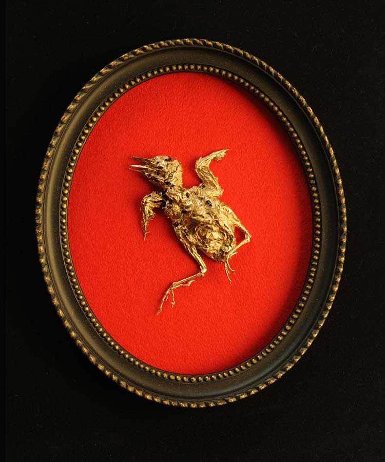 oiseau mort doré