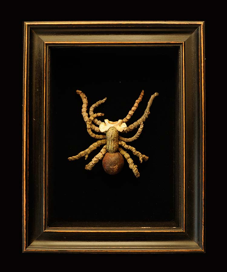 sébastien cé entomologie