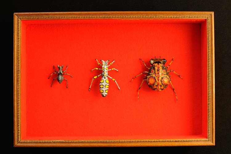 gros insectes multicolores