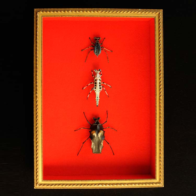 course d'insectes fixés