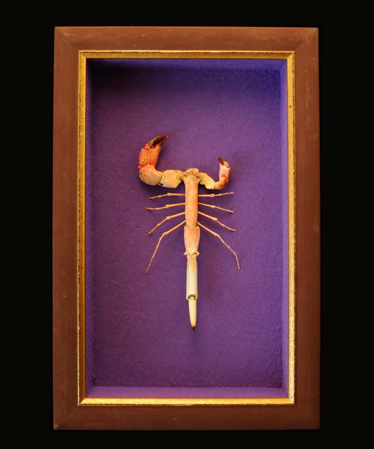 crabe sur violet